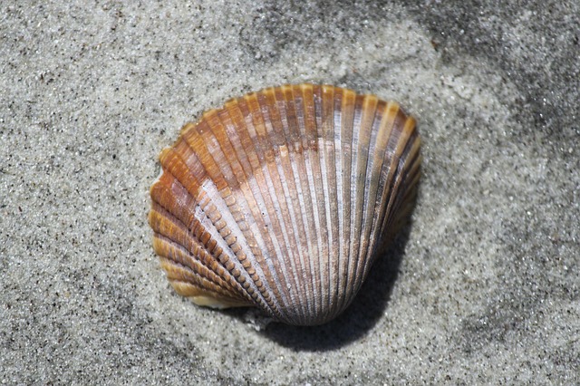 calcarea carbonica