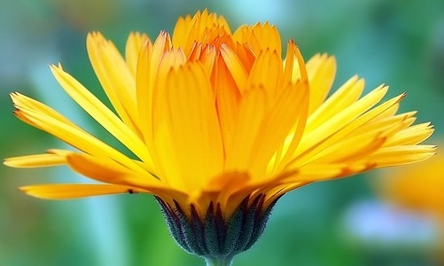 calendula