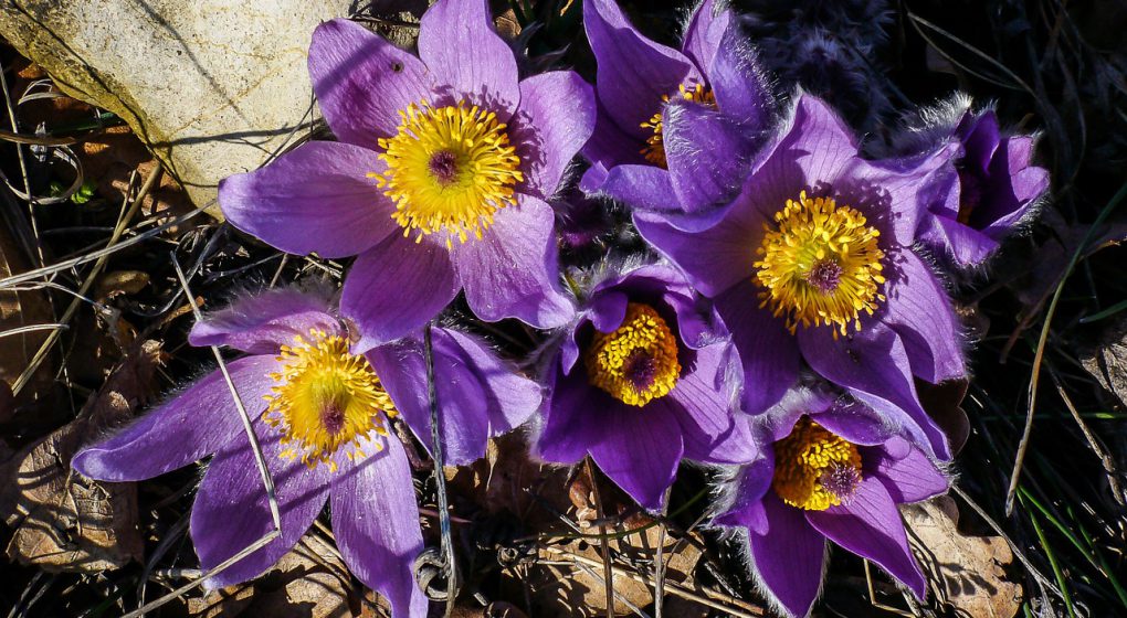 pulsatilla pratensis