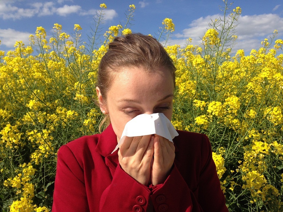 alergia, senná nádcha